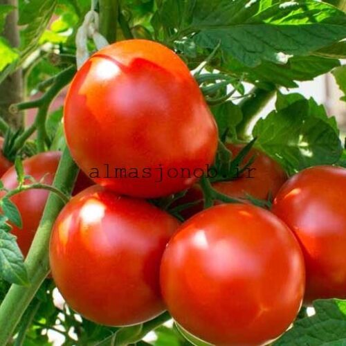گوجه فرنگی جنوب هرمزگان